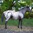 What Is A Foundation Appaloosa  NW Horse Source