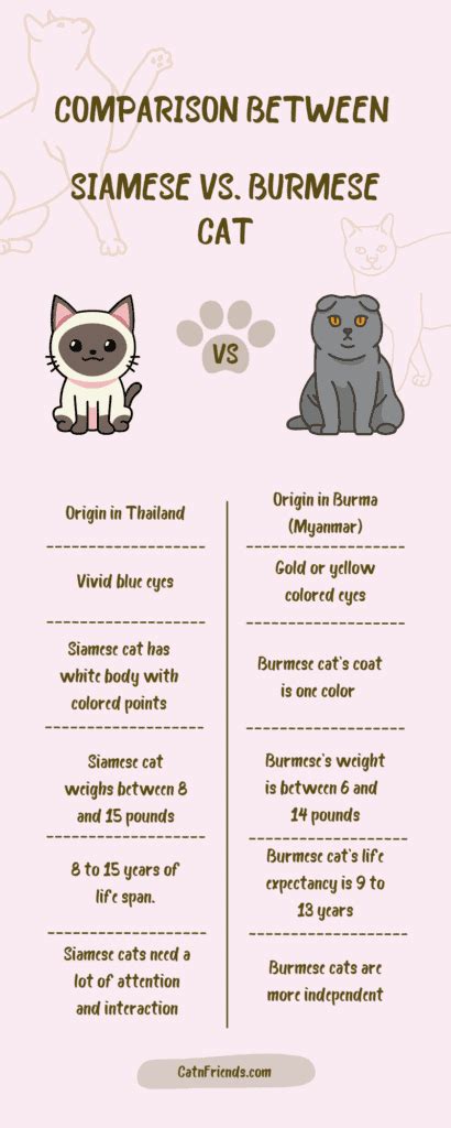 Differences Between Burmese And Siamese Cats
