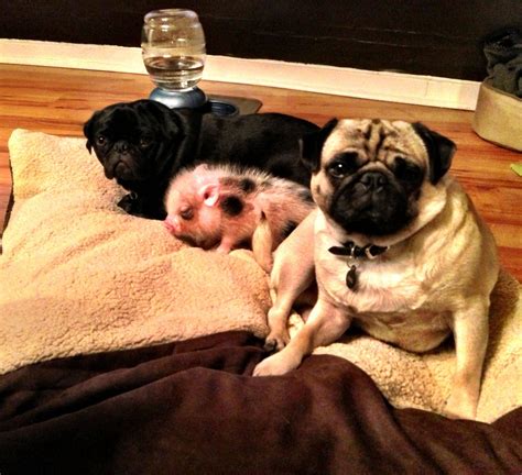 Two Pugs And A Teacup Pig A Regular Friday Night At My House Pugs