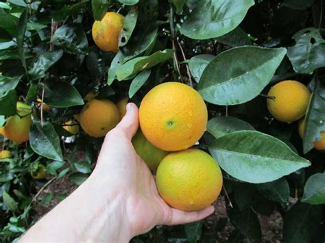 Navel Orange Tree Just Fruits And Exotics