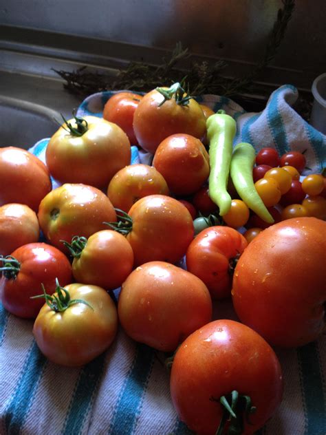 My Home Grown Tomatoes Growing Tomatoes Tomato Simple Pleasures