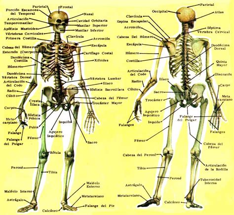 Huesos Del Esqueleto Humano Human And Animal Bodies In School