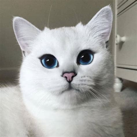 Look At This Blue Eyed Cat And Get Lost In A World Of