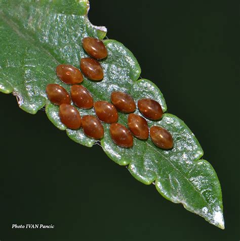 Leaf Footed Bug Eggs Project Noah