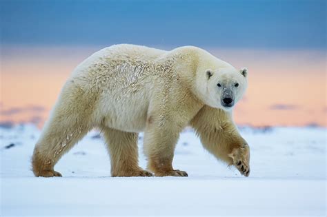 Polar Bear Hd Wallpaper Background Image 2048x1365