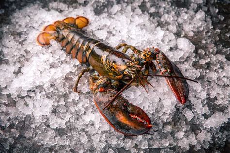 Fresh American Lobster Offers From Canada Tridge