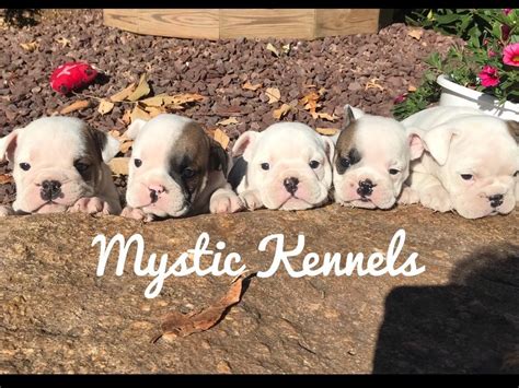 Mystic Kennels Bulldog Puppies For Sale In Catawissa Pa Akc