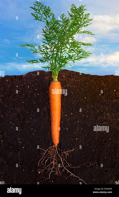 Side View Closeup Of Carrot With The Roots In The Ground
