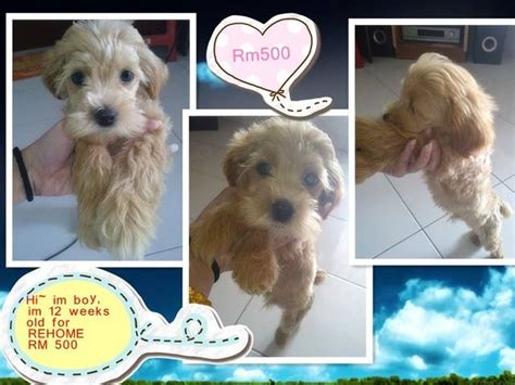 Looking for a great trail near ipoh, perak? Vacinated Deworm 3months Toy Poodle FOR SALE ADOPTION from ...