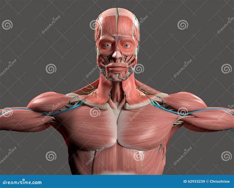 Human Anatomy Showing Face Head Shoulders And Torso Stock