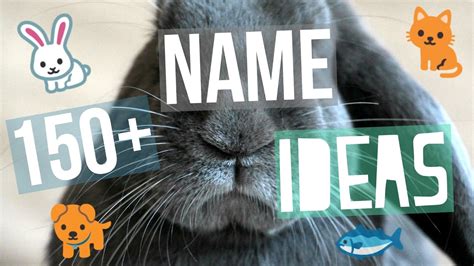 150+ Pet Name Ideas - YouTube