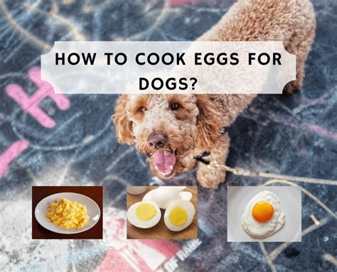 Are Boiled Eggs Good For My Dog