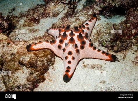 Chocolate Chip Starfish Protoreaster Nodosus Cebu Malapascua Island