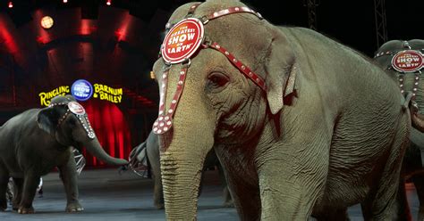 Ringling Bros Circus Elephants Set For Final Act Sunday