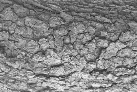 Free Images Tree Rock Black And White Wood Texture Trunk Wall