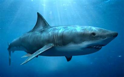 Shark Sharks Abyss Megalodon Animal Wallpapers