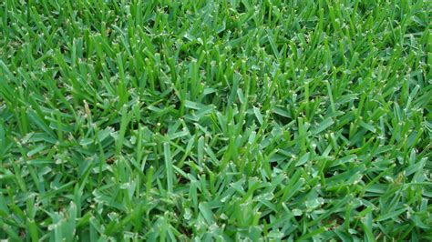Zoysia /ˈzɔɪziə/ is a genus of creeping grasses widespread across much of asia and australia, as well as various islands in the pacific. The 4 Most Common Grass Types in Fort Worth, TX