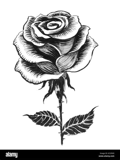 Single Rose Drawing High Resolution Stock Photography And Images Alamy