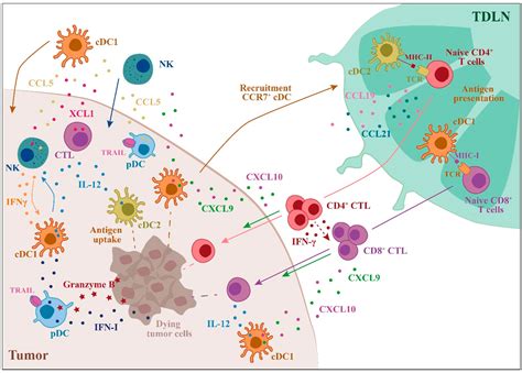 Ijms Free Full Text Functional Role Of Dendritic Cell Subsets In Cancer Progression And