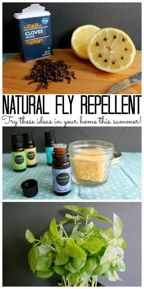 Try These Natural Fly Repellent Ideas For Your Home This Summer