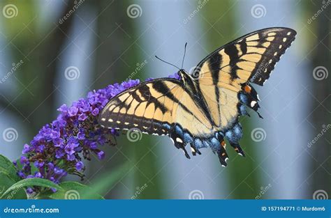 Farfalla Orientale Di Swallowtail Della Tigre Glaucus Di Papilio