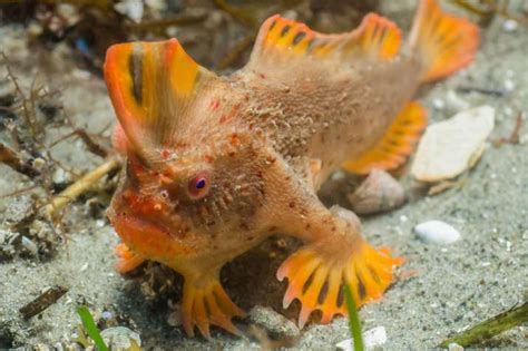 New Population Of Extremely Rare Walking Fish Found In Tasmania