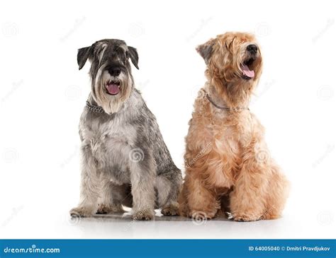 Welsh Terrier And Schnauzer