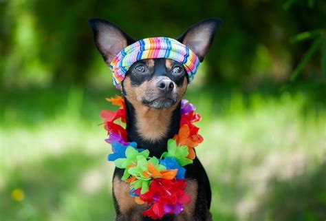 Hawaiian Dog Names 110 Names Which Mean Aloha Mahalo And Honu My