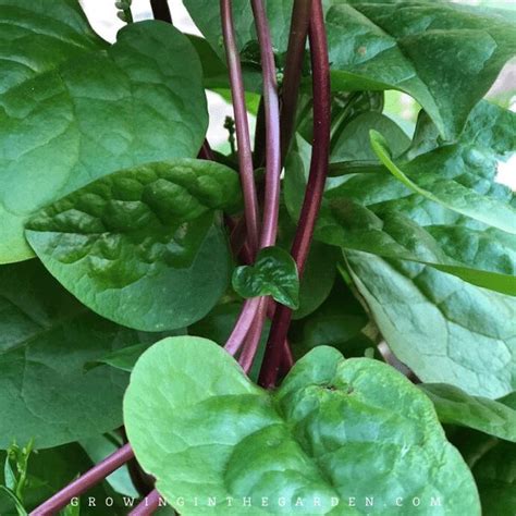 Spinach has similar growing conditions and requirements as lettuce, but it is more versatile in both its nutrition and its how to harvest spinach. How to Grow Malabar Spinach | Growing In The Garden in ...