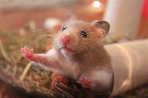 The pet insurance industry has boomed in recent years, and pet owners have never had more options to choose from. Hamster Facts and Information for Kids #hamster - Animal Facts