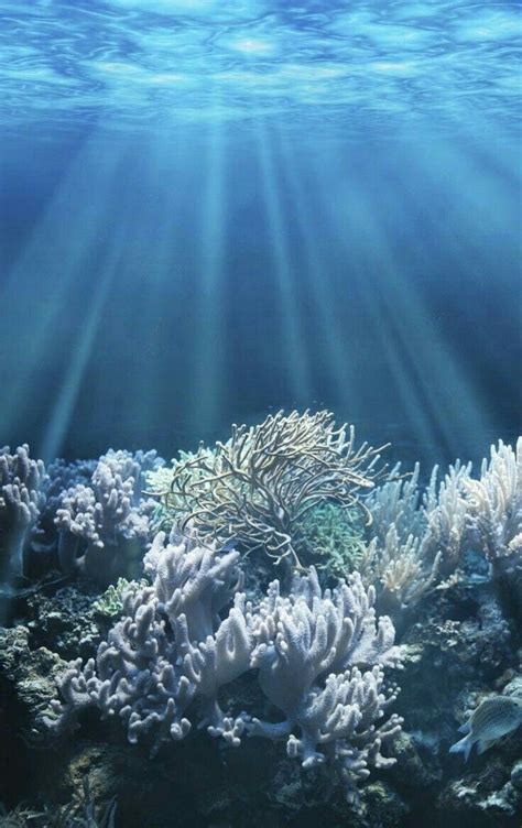 Tranquil Underwater Scene With Copy Space Ocean Photography Sea And