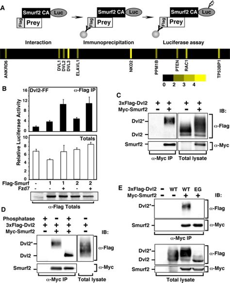 Regulation Of Planar Cell Polarity By Smurf Ubiquitin Ligases Cell