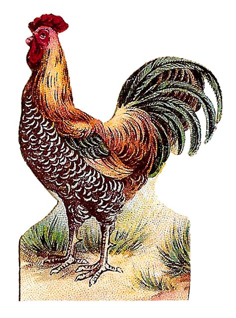 Antique Images Printable Farming Fowl Bird Clipart Roosters Digital