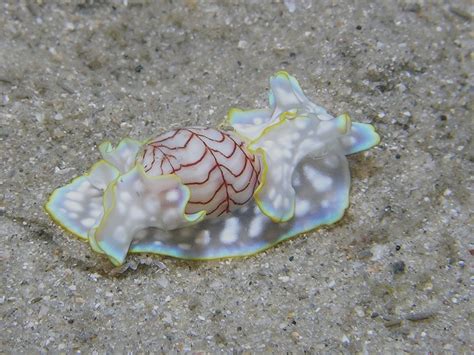 Miniature Melo Bubble Shell Snail Marine Life Audubon Society Sea