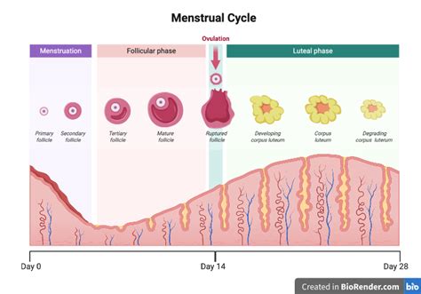 The Menstrual Cycle Gametes And Gonads Group4 202021