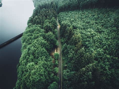 Trees Aerial View Forest Road Wallpapers Hd Desktop And Mobile