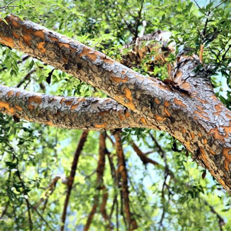 Chinese Elm Tree — What Do You Need To Know Complete Guide
