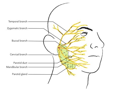 Quick Guide To Minor Facial Trauma Part I — Nuem Blog
