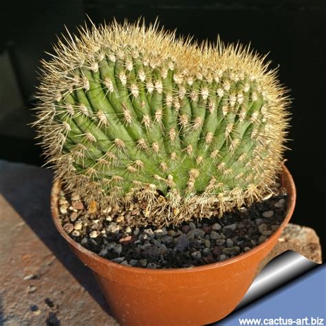 A cactus' thick, waxy skin and sharp spines are simply the plant's way of fending off predators and surviving in an environment of scorching sun, pitiless heat and lack but, in fact, the hairs themselves are a form of modified spines that protect the plant from intense daytime heat and nighttime cold. Pachycereus pringlei f. cristata (yellow spines form)