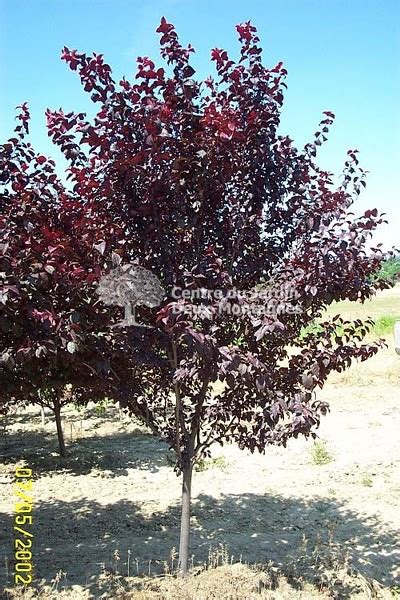 Prunus Cerasifera Newport Prunier Newport Newport Purple Leaf