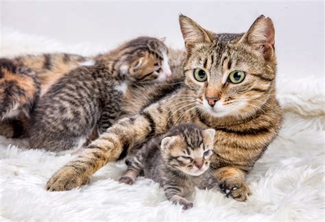 Why Do Mother Cats Hide Their Kittens Petsoid