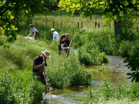 The Chilterns Hertforshire And Middlesex Riverfly Hub Chalk Streams