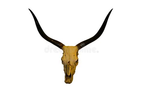 344 Animal Skull Big Horn Stock Photos Free And Royalty Free Stock