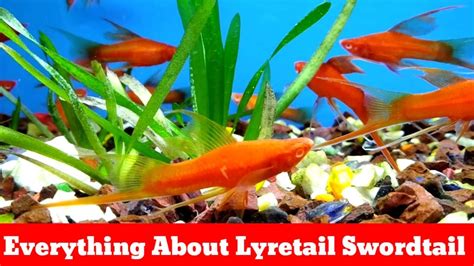 Everything About Lyretail Swordtail Youtube