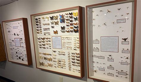 Dowagiac Area History Museum Host Open House For Insect Themed Exhibit