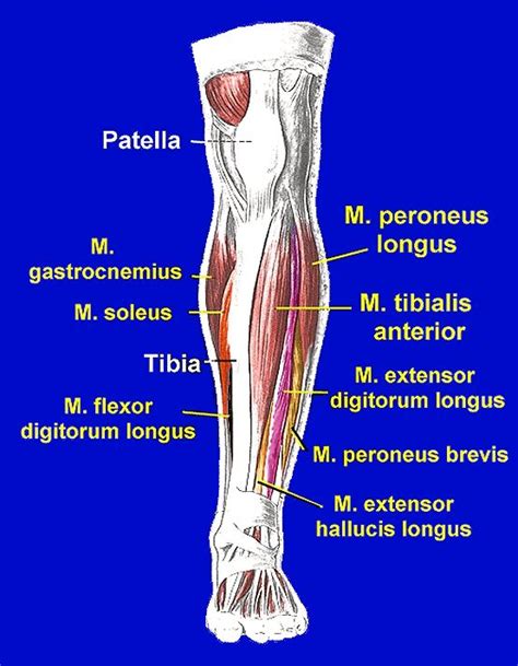 Palpation N Peroneus Pasescoop