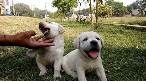 Pure White Labrador Puppies On Sale All About Labrador