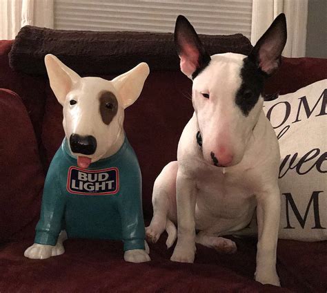 Paisley Posing With 1988 Spuds Mckenzie Lamp — Strictly Bull Terriers