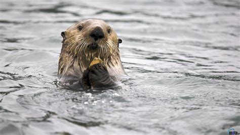 Otters Wallpapers Wallpaper Cave