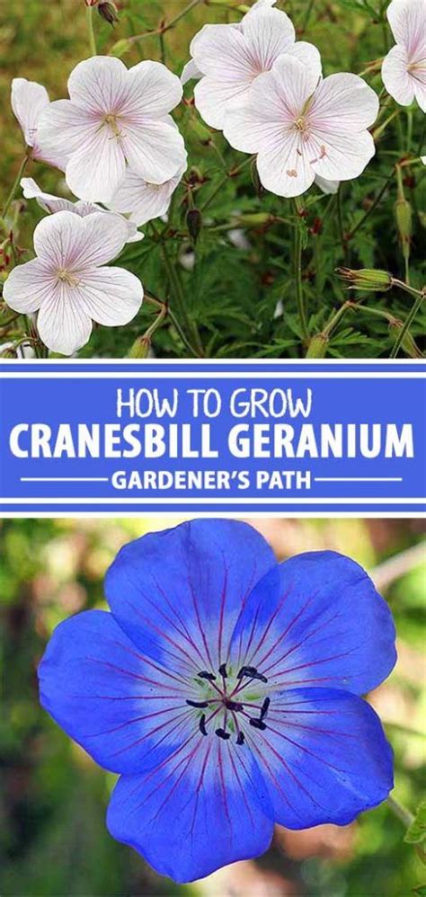 How To Grow Cranesbill Geranium Cranesbill Geranium